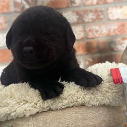Gelato - Black male Labrador Retriever puppy in Dixon, California from Rosslyn Labradors (Rose-Line)