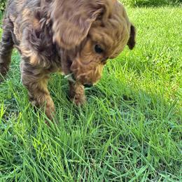 Poodle All Grown Up from Teddy toy poodle house