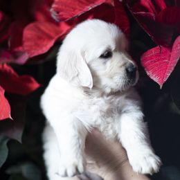 Cavalier King Charles Spaniel and Golden Retriever Puppies from Tsarevich Goldens and Cavaliers