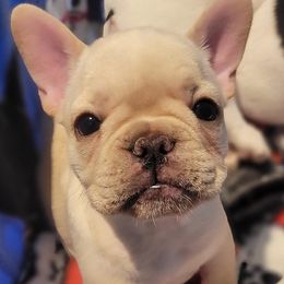 French Bulldog Puppies from BigStar French Bulldogs