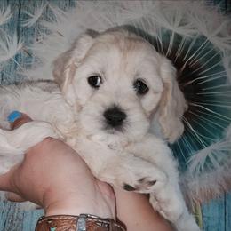 Bark Twain - Cream male Cockapoo puppy in Indiahoma, Oklahoma from Phamily Doodles