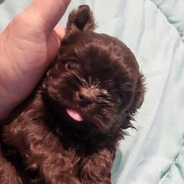 Ryder - Liver male Shih Tzu puppy in Newport, Arkansas from Gina's Lil Zues and Yorkies Kennel