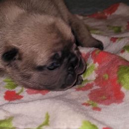 French Bulldog Puppies from 4 Leaf Frenchies