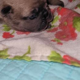 French Bulldog Puppies from 4 Leaf Frenchies