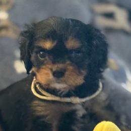 Tracker - Black and tan male Cavalier King Charles Spaniel puppy in Lawton, Oklahoma from Wild Wishes Cavaliers