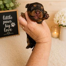 Ivan - Chocolate and tan male Dachshund puppy in Adolphus, Kentucky from Walker's Dachshunds