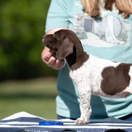 Boy 4 - male German Shorthaired Pointer puppy in Greensburg, Kentucky from Nosam Kennels- Hungarian Vizslas, and German Shorthairs Located in Kentucky