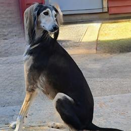 Eve - Saluki