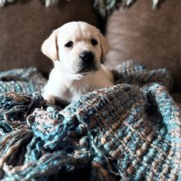 Labrador Retriever Puppies from Knotty Creek Labradors