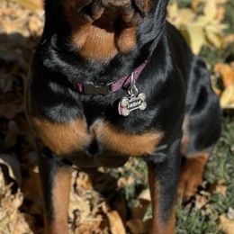 Rottweilers from Von Cazares Rottweilers