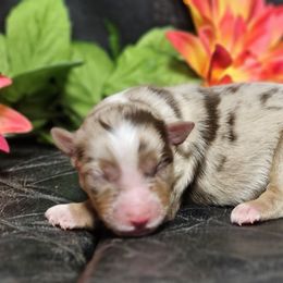 Casper - Red merle male Miniature Australian Shepherd puppy in Bethany, Connecticut from Tini Thyme Mini Aussies