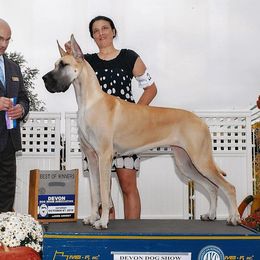 Darla - Great Dane