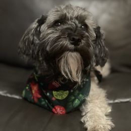 Miley - Havanese