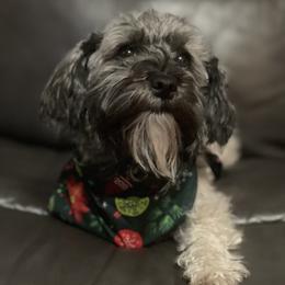 Miley - Havanese