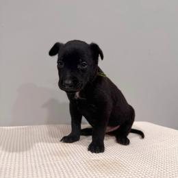 Green - Black sable male Belgian Malinois puppy in Muskegon, Michigan from Red Acres Working Line K9s