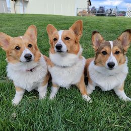 Pembroke Welsh Corgis from Starkey's Corgis