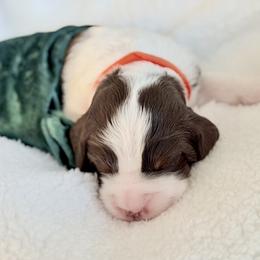 Orange Collar - Liver white and tan male English Springer Spaniel puppy in Tea, South Dakota from Mindy Haliburton