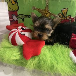 Grinchet - Black and tan female Yorkshire Terrier puppy in Belpre, Ohio from Blackwoods Yorkies