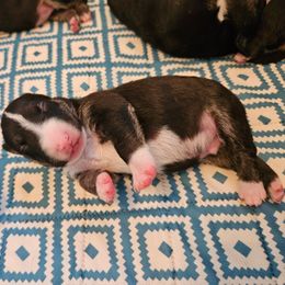 Fozzie - Black brindle and white male Miniature Bull Terrier puppy in Hollywood, Florida from Mini Bull Lane