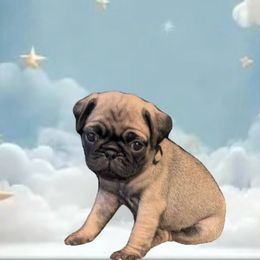 Woody - Fawn male Pug puppy in Winter Haven, Florida from Precious Paws