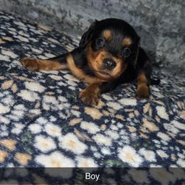 Boy 1 - Black and tan male Dachshund puppy in Liberty, Mississippi from Liberty Oaks Aussies and Dachshunds
