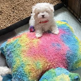 Coop collar red - White male Maltese puppy in Taylorsville, North Carolina from Mountain Top Hot Tailz