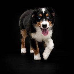 Oreo - Black tri male Miniature American Shepherd puppy in Elmwood Park, Illinois from Goldens&MiniAussiesWithFinesse