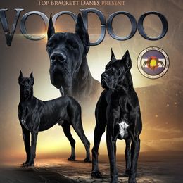 Voodoo - Great Dane