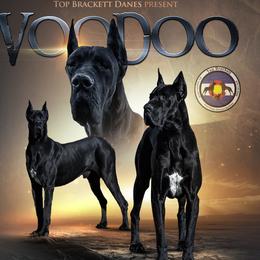 Voodoo - Great Dane