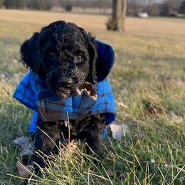 Goldendoodles and Labradoodles from Marley’s Doodle Ranch
