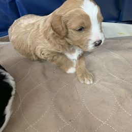 Bernedoodle and Poodle Puppies from Luck O the Doodle
