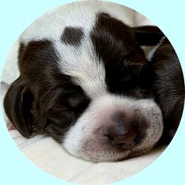 Boy1 - Brown and gray male Wirehaired Pointing Griffon puppy in Milton, Florida from Dry Branch