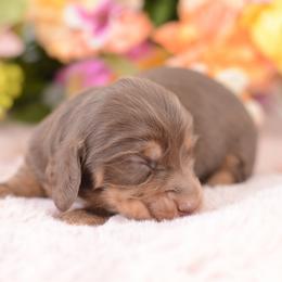 Verita -- AKC Import, CH Sired, Cream Carrier - Chocolate and tan male Dachshund puppy in Neosho, Missouri from A Walk In The Park