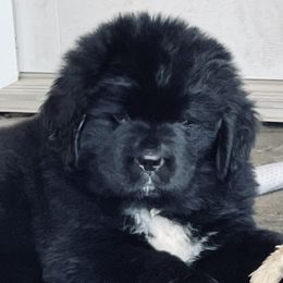 Newfoundland Puppies from CBN