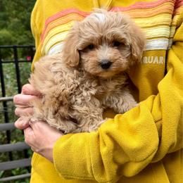 Michael - Parti male Maltipoo puppy in Charles City, Virginia from Historic triangle doodles Charles City, Virginia