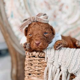Athene - Red  female Goldendoodle puppy in Iola, Texas from Supreme Doodles of Texas