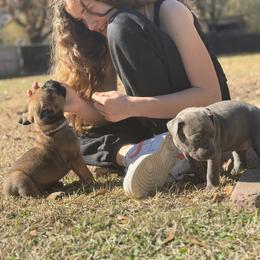 Cane Corso Puppies from Azelees Cane Corso