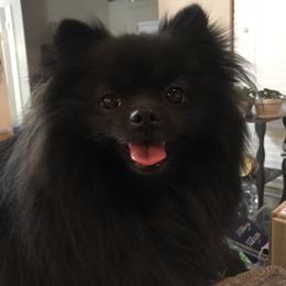Pomeranian All Grown Up from Picture Perfect Poms