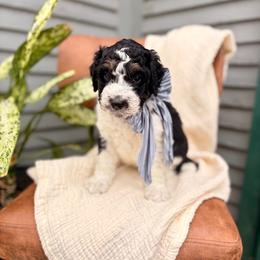 Alpine - Black and white male Bernedoodle puppy in Buda, Illinois from Hamilton Farm Doodles