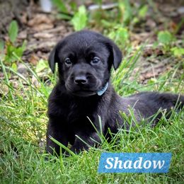 Shadow - Black male Labrador Retriever puppy in Caledonia, Ohio from 7Cs Labs