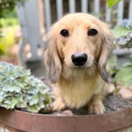 Honey - Dachshund