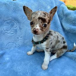 Chanel AKC (runt) lilac - Merle female Chihuahua puppy in Seneca, Missouri from Stephanie’s Puppy Colony