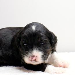 Muffin - Black tri-color female Aussiedoodle puppy in Decatur, Illinois from Signature Doodles
