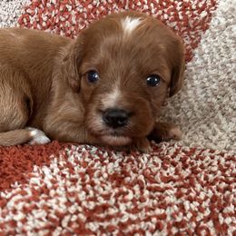 Ace - Red male Cavapoo puppy in Gap, Pennsylvania from Coles Cavapoo’s