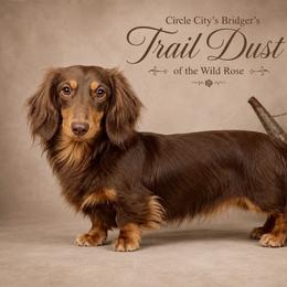 Bridger - Dachshund