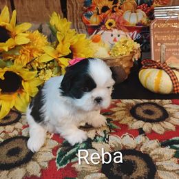 Reba - Black and white female Shih Tzu puppy in Ruffs Dale, Pennsylvania from RAM Shih Tzus Rolling Hills of PA