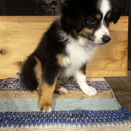 Miniature Australian Shepherd Puppies from Magnolia Aussies