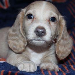 Peanut - Fawn (isabella) and cream male Dachshund puppy in Roanoke, Alabama from 3B Doxies