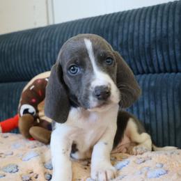 Hermes - Blue and white male Basset Hound puppy in Pflugerville, Texas from Mountain Momma Bassets