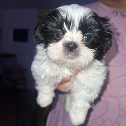 Oliver Aiku - Black and white male Shih Tzu puppy in Citrus Heights, California from The Lion dog Shih Tzu